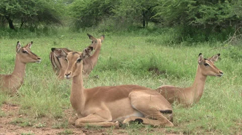Flock of impala antelope Stock Footage 24994607
