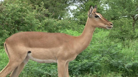 Flock of impala antelope Stock-Footage 25104209