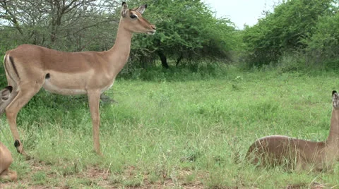 Flock of impala antelope Stock Footage 25104715