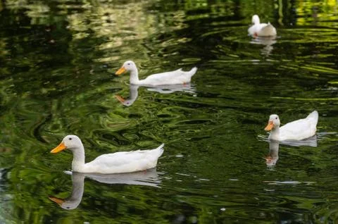 Flock of indian runner ducks Foto stock