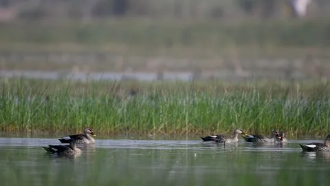 Flock of Indian Spot-billed Ducks energizing wetland surface Video stock 324695555