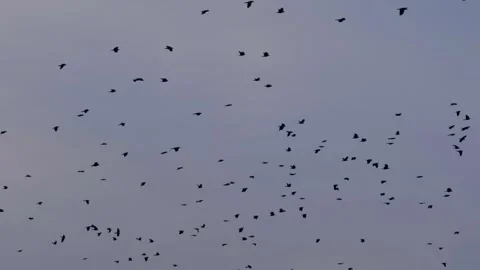 A flock of Jackdaws Corvus Monedula in the city center in the evening Video stock 321281554