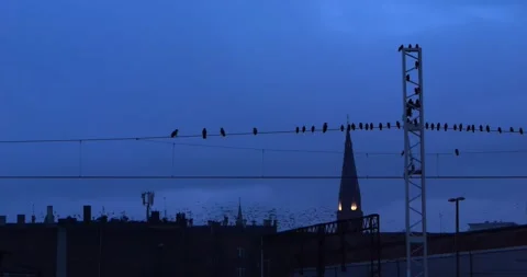 A flock of jackdaws over the city at dusk. Stock-Footage 323608892