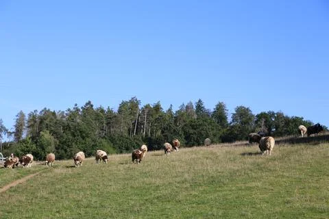 Flock of Jacob Sheep on a Hillside Foto stock