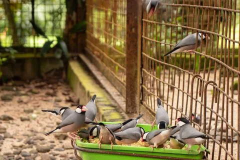 A flock of java sparrows or padda Foto stock