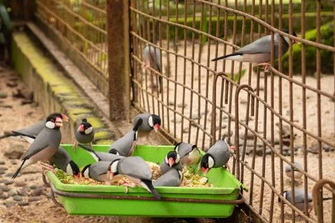 A flock of java sparrows or padda Fotos Stock