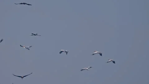 Flock of juvenile painted storks and white pelicans flying in the sky. Stock Footage 308732241