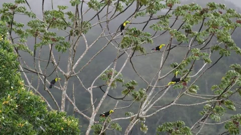 Flock of Keel billed toucans 스톡 동영상 343279475