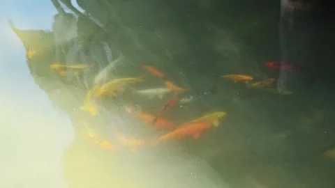 Flock of koi fish gathering in pond water creating vibrant aquatic pattern. 4 Stock Footage 321007737