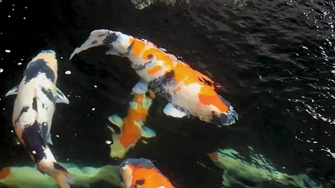 A flock of koi fish or Cyprinus carpio. Stock Footage 258808522