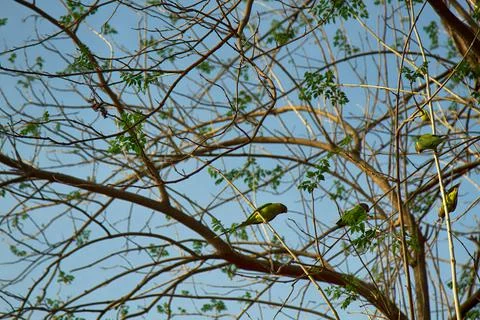 A flock of Kramer parrots feeds Stock Photos