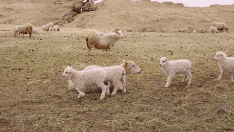 Flock of Lamb and Sheep by the Ground and Endless Horizon of Open Field Iceland Stock Footage 157375934