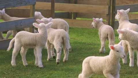 A flock of lambs at feeding time Stock-Footage 159680564