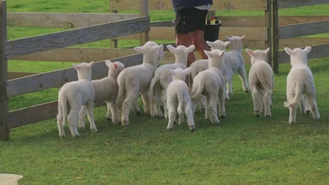 A flock of lambs at feeding time Stock Footage 159680576