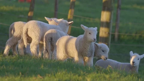 A flock of lambs in a field on the farm Video stock 249257293