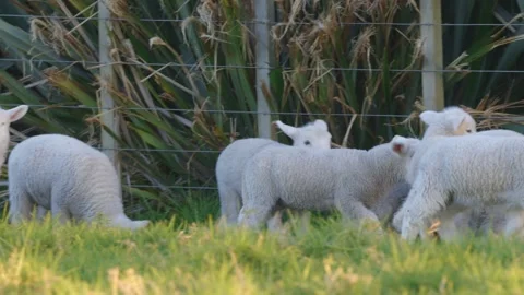 A flock of lambs in a field on the farm Stock Footage 249257533