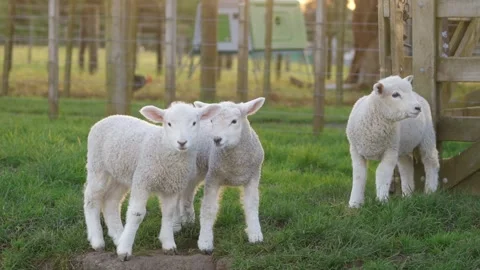 A flock of lambs in a field on the farm 動画素材 249257750