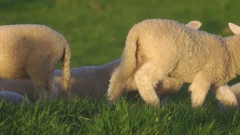 A flock of lambs in a field on the farm 動画素材 250360576