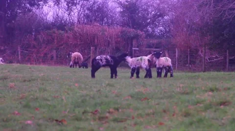 Flock of Lambs, group of young lambs 動画素材 48868392