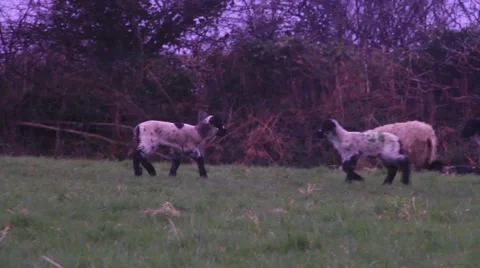 Flock of Lambs, group of young lambs Video stock 48868394