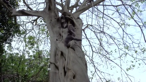 A flock of langurs, or dusky leaf monkeys jumping on a tree in a park Stock Footage 263802874