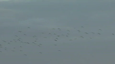 Flock of Lapwings in flight Stock Footage