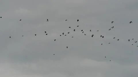 A flock of lapwings in flight Stock Photos