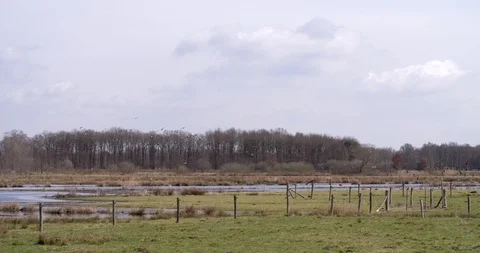 Flock of lapwings flying above fen in national park, Netherlands Stock Footage 87720697
