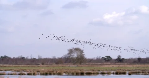 Flock of lapwings flying above fen in national park, panning shot Netherlands Stock Footage 87721159