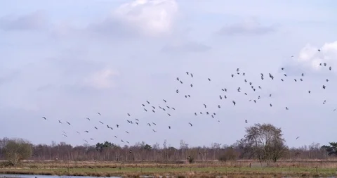 Flock of lapwings flying above fen in national park, wildlife Netherlands Stock Footage 87721425