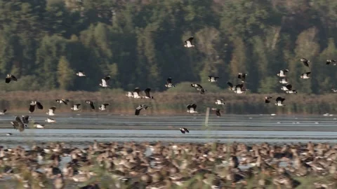 Flock of lapwings flying over geese roosting place at beautiful natural lake Stock Footage 180940507