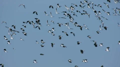 Flock of lapwings flying in the sky Stock Footage 318441156