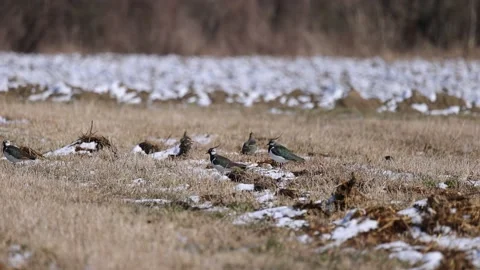 A flock of lapwings on a snow-covered meadow, 4K slomo Stock Footage 172429138