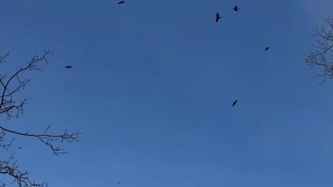 Flock of Large-Billed Crows Flying in Clear Blue Sky Stock Footage 345625166