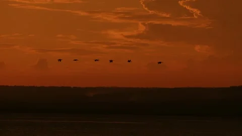 Flock of large birds fly in row over large lake against orange sky at sunset 動画素材 313604544