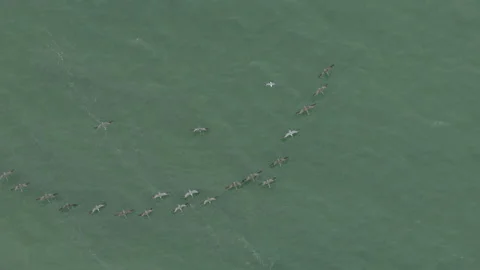Flock of Large Seabirds Flying Low Over Green Bay Water Aerial Stock-Footage 344914902