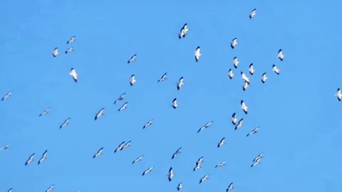 How do flocking birds move in unison?