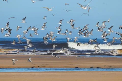 Flock of Lesser Crested Tern in flight (Sterna bengalensis) Stock Photos