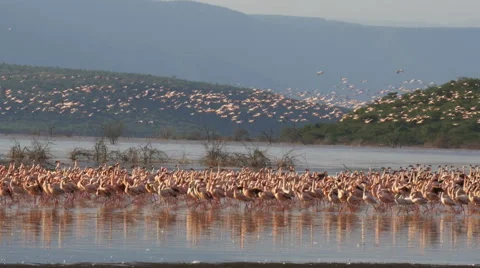 Flock of lesser flamingos take flight lake bogoria, kenya Stock Footage 68303962