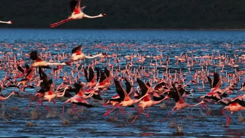 A flock of lesser flamingos taking flight from a lake at sunset. Stock Footage 301088708