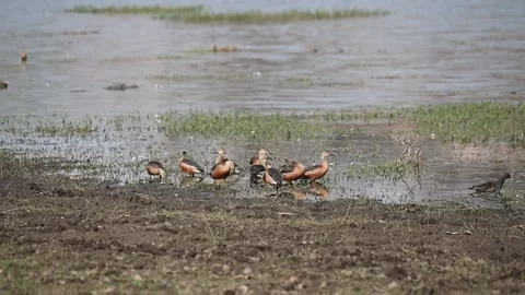 A flock of lesser whistling ducks preening themselves Stock Footage 313954527