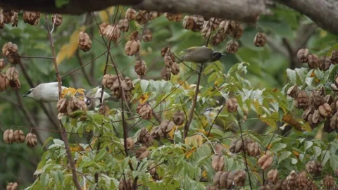 Flock of Light-Vented Bulbul Birds Feeding in a Tree, Taiwan Birding scene Stock Footage 345198889