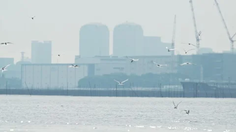A flock of Little Terns diving into the water (with voice) Stock Footage 338173137