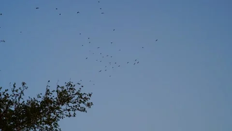 Flock of Little tiny Birds flying in an imperfect formation. Cute little bird 스톡 동영상 147129075