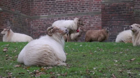 A flock of long-haired sheep and rams resting on a green lawn by an old red Vídeo Stock 331959299