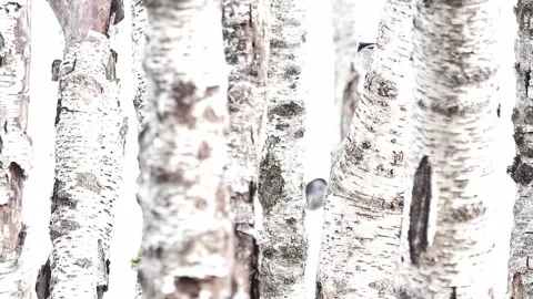 Flock of long-tailed tit in the birch forest (Aegithalos caudatus) Stock Footage 344030601