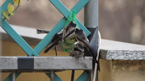Flock of long-tailed tit feeds in winter, urban bird watching Stock Footage 150092159