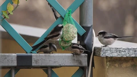 Flock of long-tailed tit while feeding, urban birdwatching in winter Stock Footage 150091921