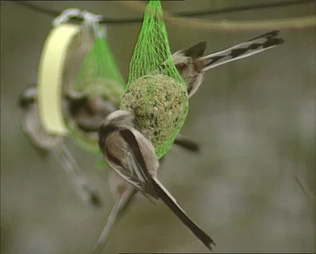 Flock of Long-tailed Tits (aegithalos caudatus) feeding on a fat ball Stock Footage 44809603