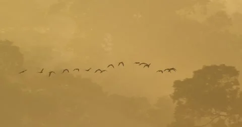 A flock of macaw birds fly together above a jungle canopy through a hazy Stock Footage 194443293